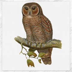 Bird Owl Animal Vintage Isolated Canvas 20  X 20  